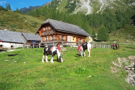 Barock-Pinto-Zucht im Haus Gerhardter, Ramsau, Steiermark