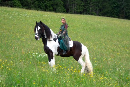 Irish Cob Pferde im Haus Gerhardter, Ramsau